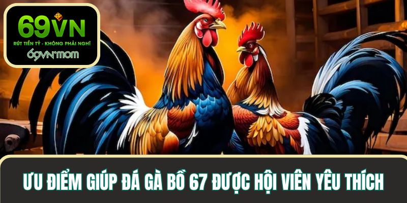 Ưu điểm giúp đá gà bồ 67 được hội viên yêu thích